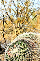 Mammillaria grusonii