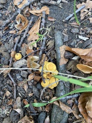 Hypholoma fasciculare