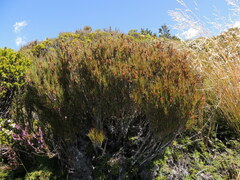 Dracophyllum longifolium