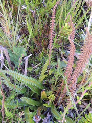 Blechnum penna-marina