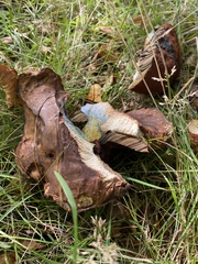 Cyanoboletus pulverulentus