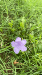 Ruellia nudiflora