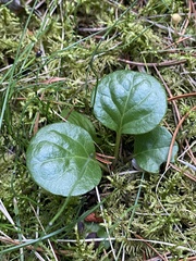 Pyrola