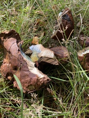 Cyanoboletus pulverulentus