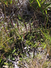 Blechnum penna-marina