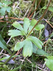 Anemone parviflora