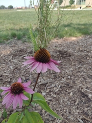 Echinacea