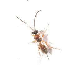 Tersilochinae