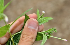 Epilobium roseum