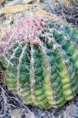 Hamatocactus hamatacanthus