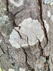 Lecanora caesiorubella