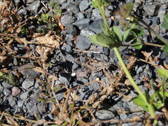 Phaulacridium marginale