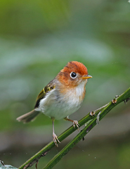 Phylloscopus grammiceps grammiceps