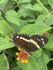 Anartia fatima