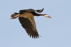 Plectropterus gambensis