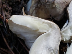 Tricholoma
