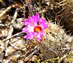 Thelocactus bicolor bicolor