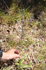 Carlina vulgaris