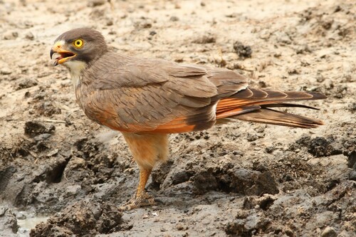 Grasshopper Buzzard