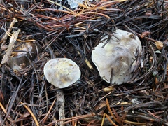 Tricholoma