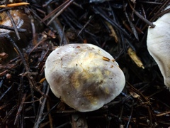 Tricholoma