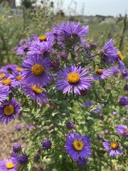 Symphyotrichum novae-angliae