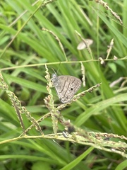 Hermeuptychia hermes