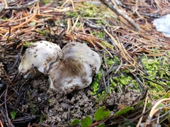 Tricholoma