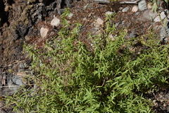 Galium boreale