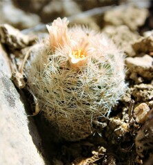 Mammillaria