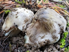 Tricholoma