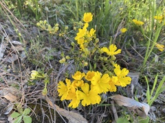 Hibbertia hypericoides