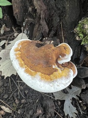 Ganoderma lobatum