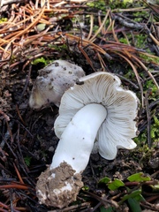 Tricholoma