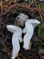 Tricholoma