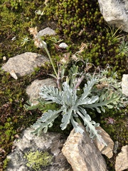 Jacobaea incana