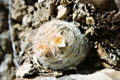 Mammillaria