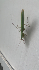 Mantis religiosa