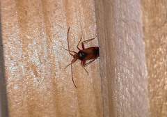 Heteroptera