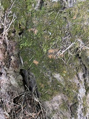 Entodon seductrix