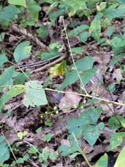 Persicaria virginiana