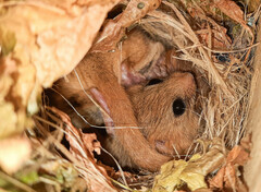 Muscardinus avellanarius