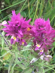 Melampyrum arvense