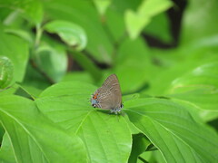 Satyrium calanus