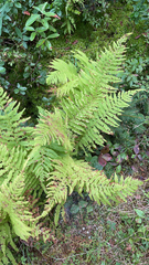 Thelypteris palustris