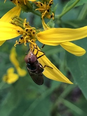 Copestylum vesicularium