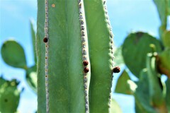 Lophocereus marginatus