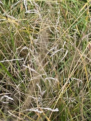 Agrostis gigantea