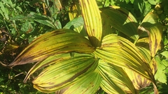 Veratrum album