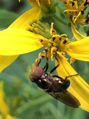 Copestylum vesicularium